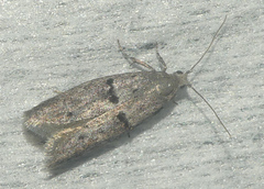 Wockia asperipunctella