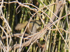 Horornis diphone