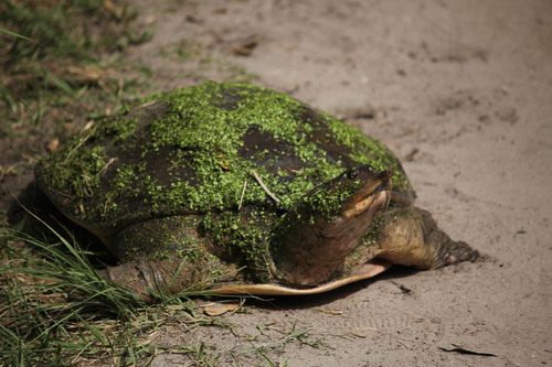 Florida Softshell Turtle