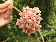 Hoya diversifolia