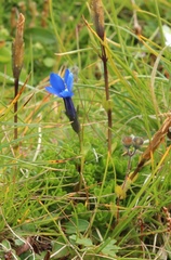 Gentiana bavarica bavarica