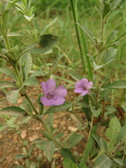 Dyschoriste crenulata