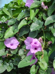 Ipomoea setifera