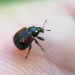 Synolabus bipustulatus