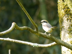Lanius bucephalus