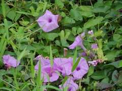 Ipomoea setifera