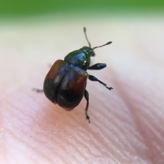 Synolabus bipustulatus