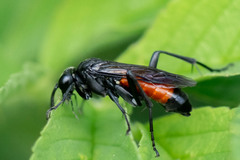 Macrophya annulata