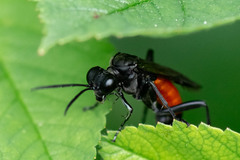 Macrophya annulata
