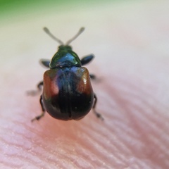 Synolabus bipustulatus