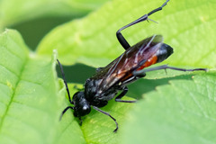 Macrophya annulata
