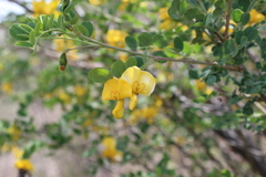 Colutea arborescens