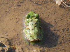 Zhangixalus schlegelii