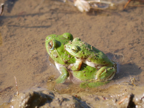 Zhangixalus schlegelii
