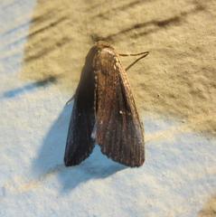 Leucania subpunctata