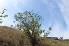 Colutea arborescens