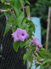 Ipomoea setifera
