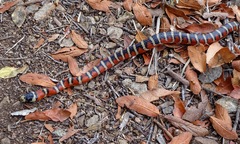 Lampropeltis pyromelana