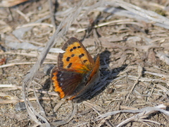 Lycaena phlaeas daimio