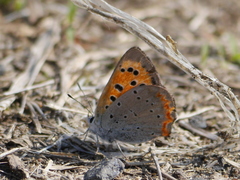 Lycaena phlaeas daimio