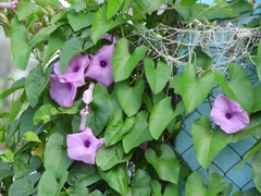 Ipomoea setifera