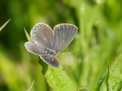Pseudozizeeria maha