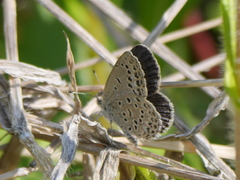 Pseudozizeeria maha