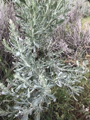Artemisia tridentata