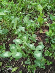 Trifolium pratense