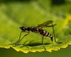 Micropeza corrigiolata