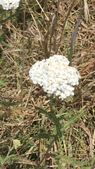 Achillea millefolium