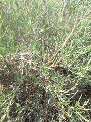 Atriplex portulacoides