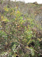 Limoniastrum monopetalum