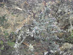 Ceanothus gloriosus exaltatus