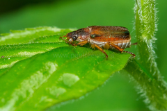 Dichelonyx subvittata