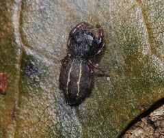 Metacyrba taeniola similis