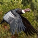 Vultur gryphus - Photo (c) dwolfcam, μερικά δικαιώματα διατηρούνται (CC BY-NC)
