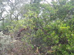 Arctostaphylos virgata