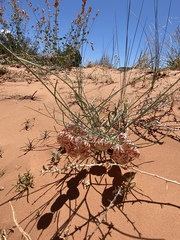Astragalus ceramicus