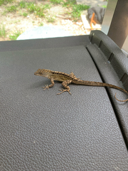 Anolis sagrei