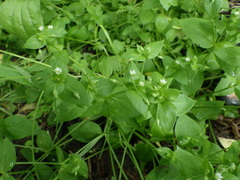 Stellaria media