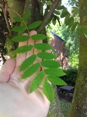 Sorbus aucuparia