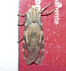 Halysidota steinbachi