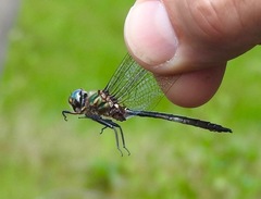 Somatochlora brevicincta