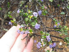 Ceanothus foliosus foliosus