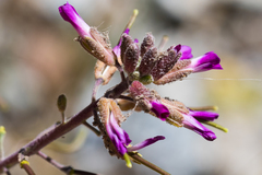 Boechera californica