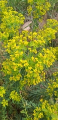 Euphorbia ceratocarpa