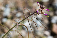 Boechera californica