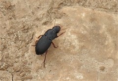 Harpalus