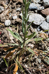Boechera californica